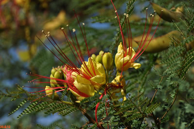 caesalpinia gilliesii